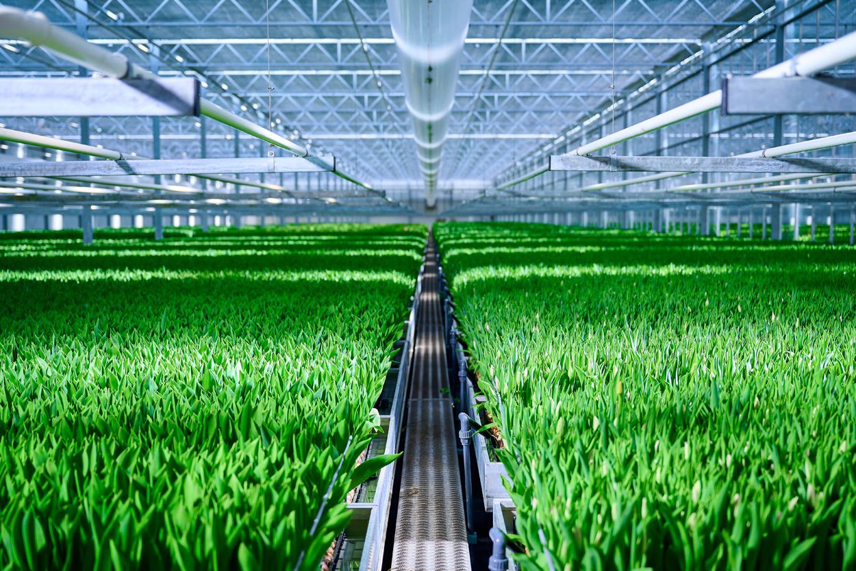 Direct Flower Solutions from grower to you sustainable cultivation
